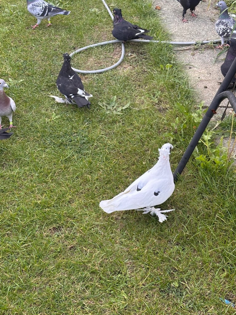 Beautiful Pigeons 