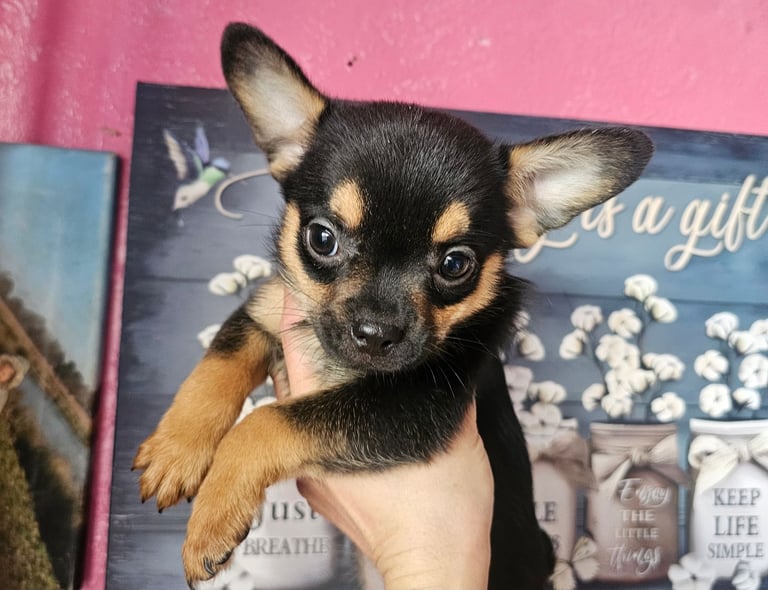 Fluffy Frenchie poms ❤️⭐️