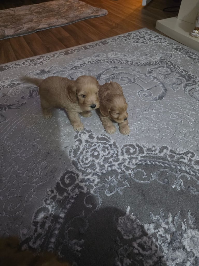 Cockerpoo puppies 