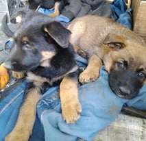 German shepherd x Malinois puppies