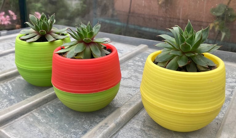 image for Colourful self watering pots with Sempervivum tectorum 