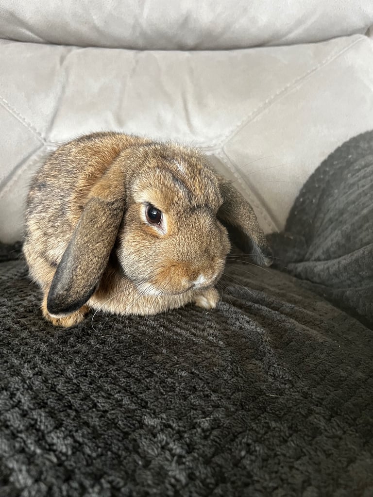 Mini lops 