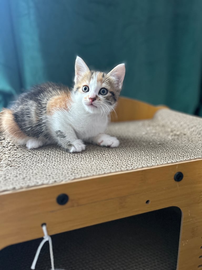 5 kittens (three left )