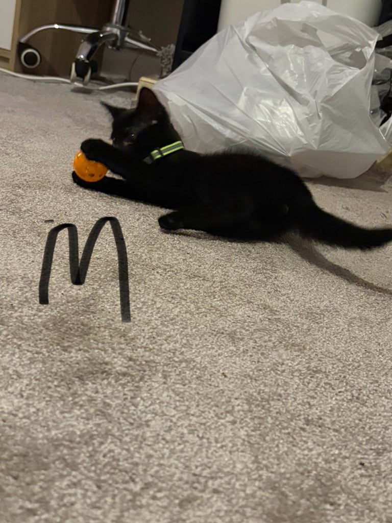 image for Kittens for sale 