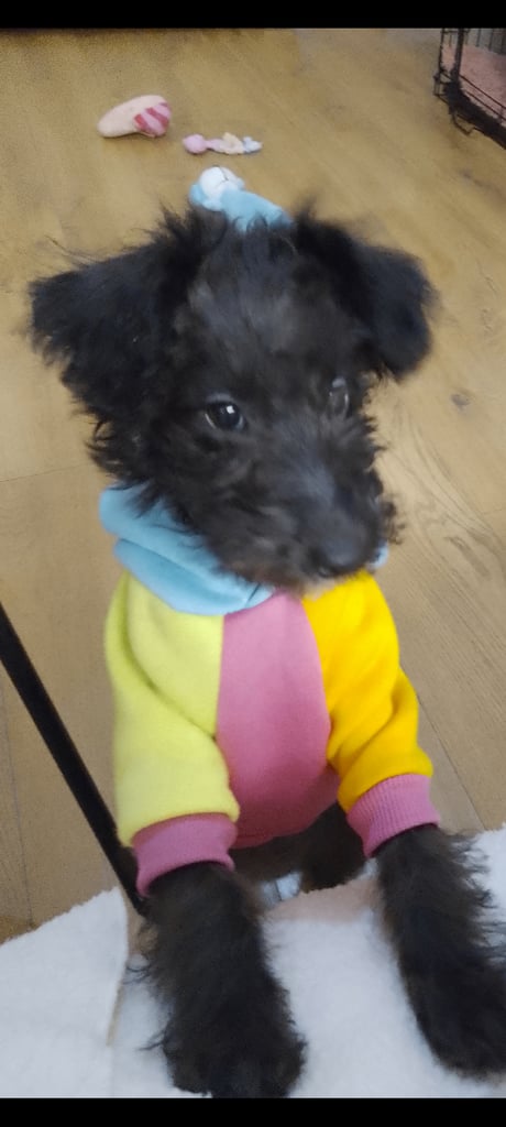 Shihpoo female Re-home 