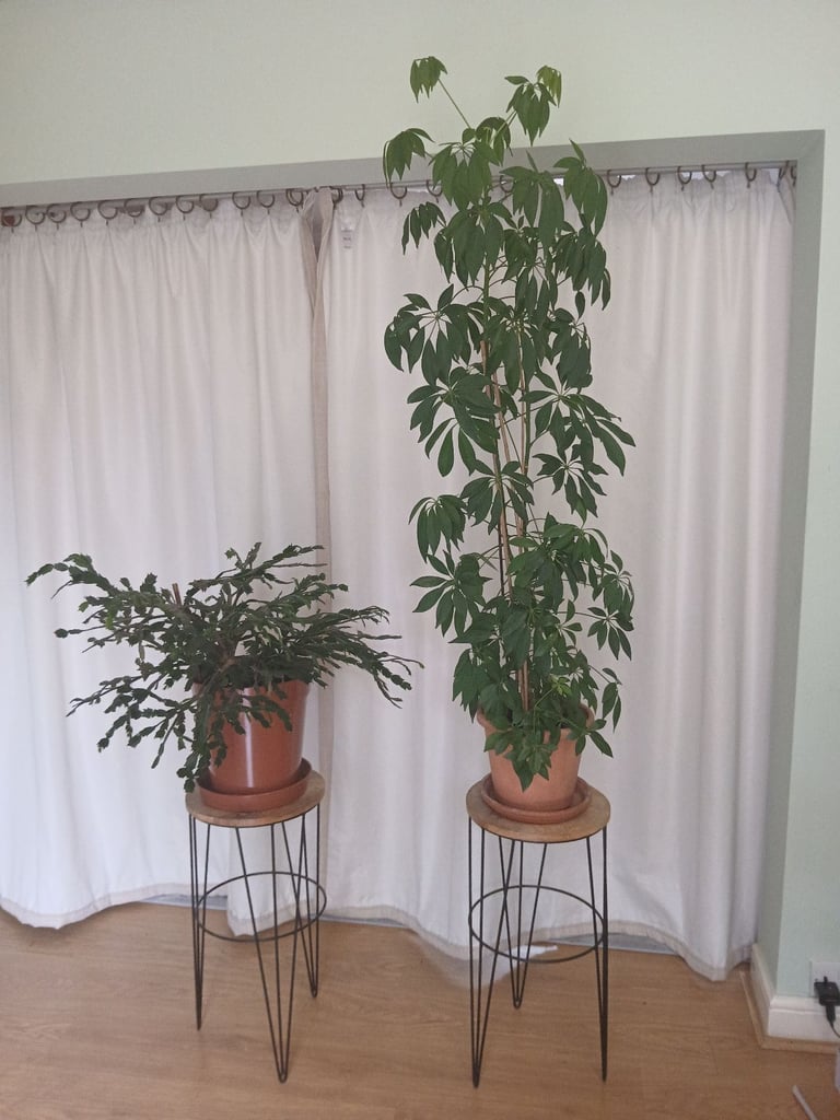 image for Indoor Plants for sale 