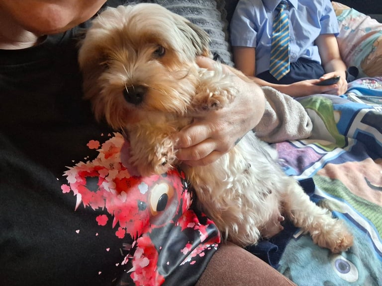 Biewer/Yorkie