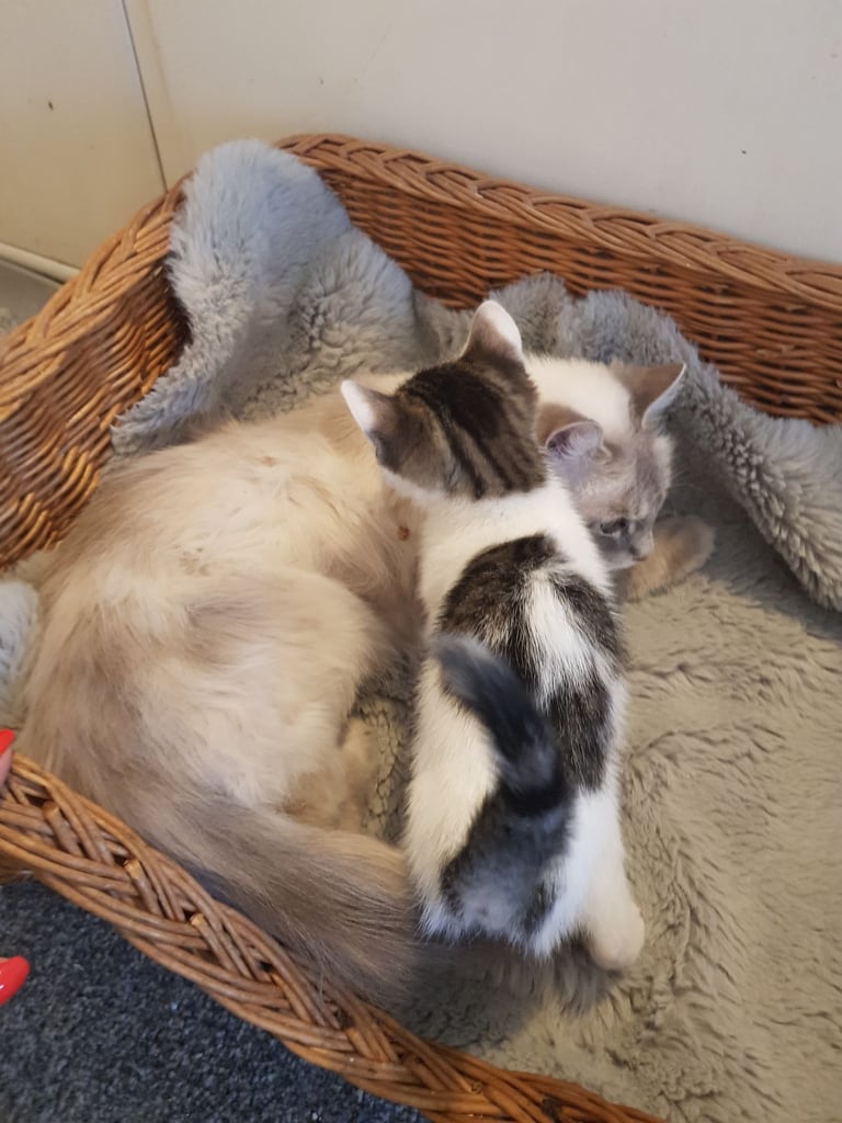 Ragdoll cross Turkish Angora kittens 