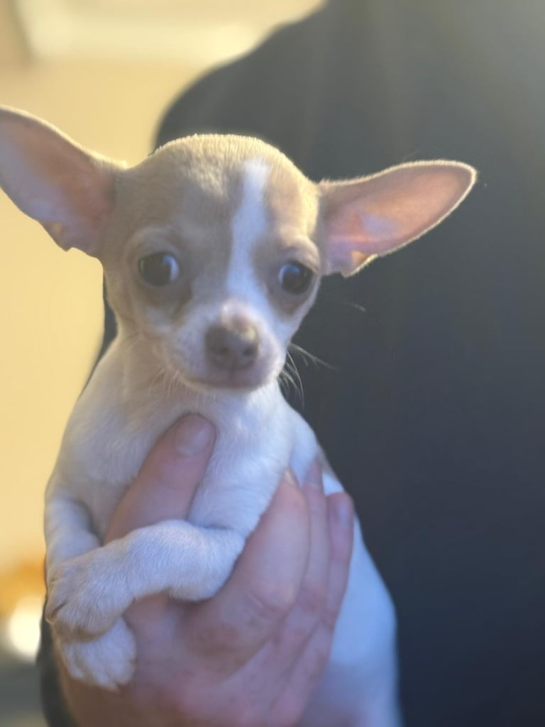 image for Beautiful chihuahua puppies