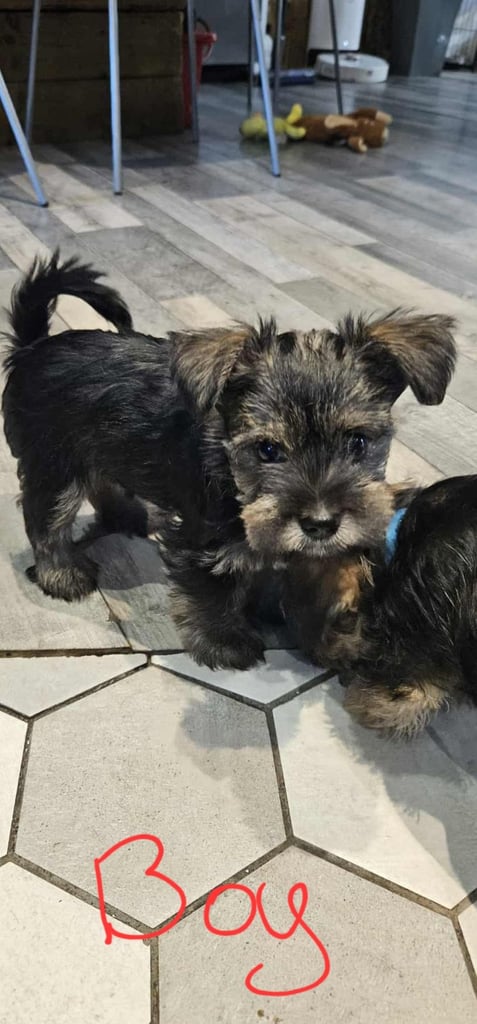 Schnauzer mini + YorkshireTerrier Biewar puppys