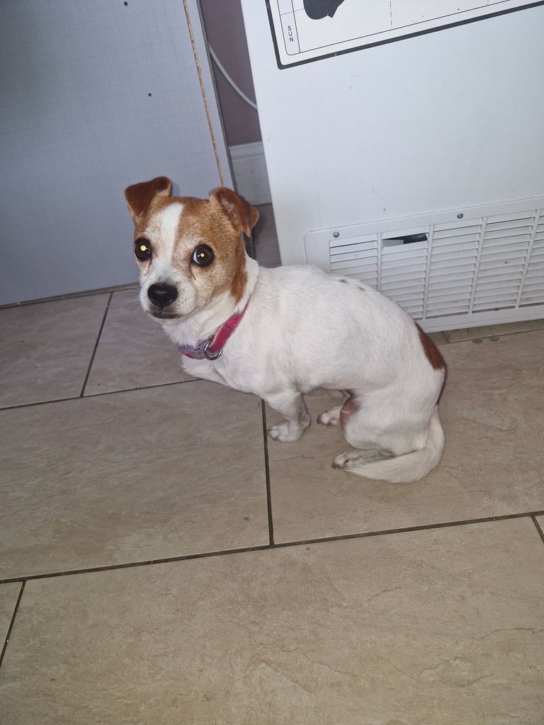 Rehome dog