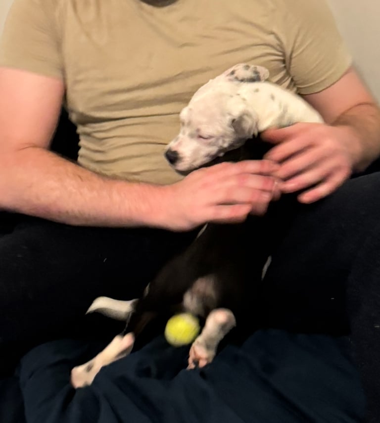 Staffordshire Bull Terrier Male Puppy