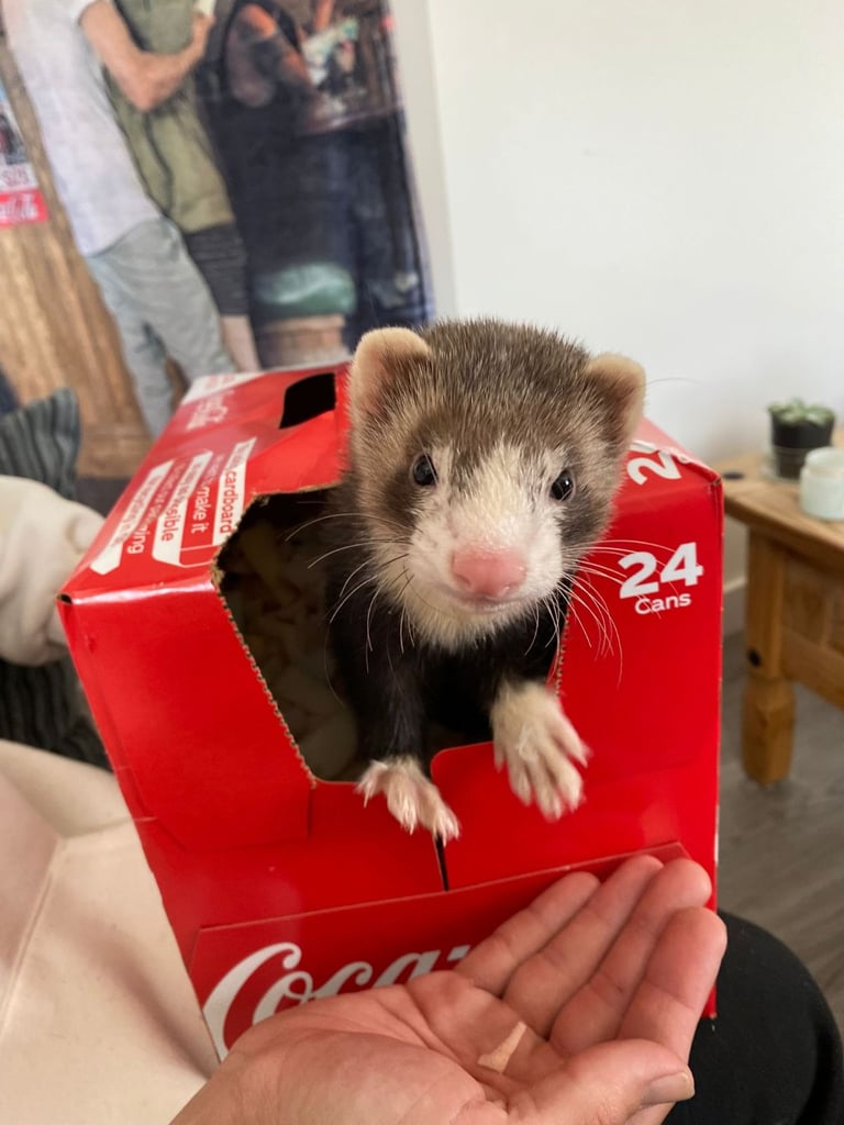 Ferrets 2 males and cage etc