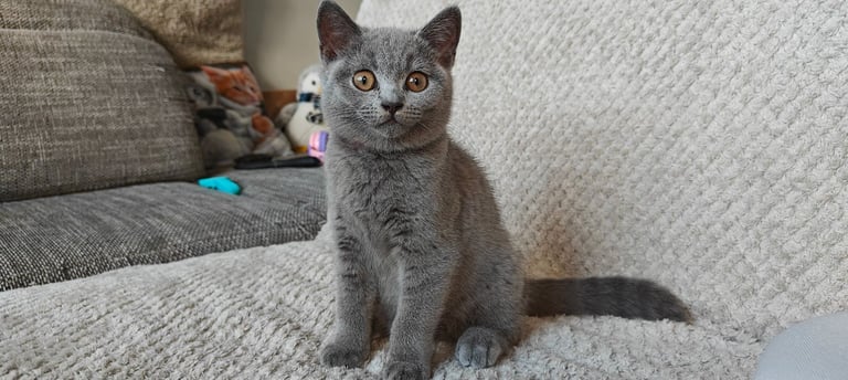 British blue shorthair kitten 