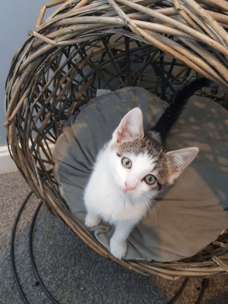 Ragdoll cross Turkish Angora kittens 