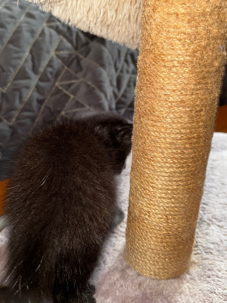 Black cats 