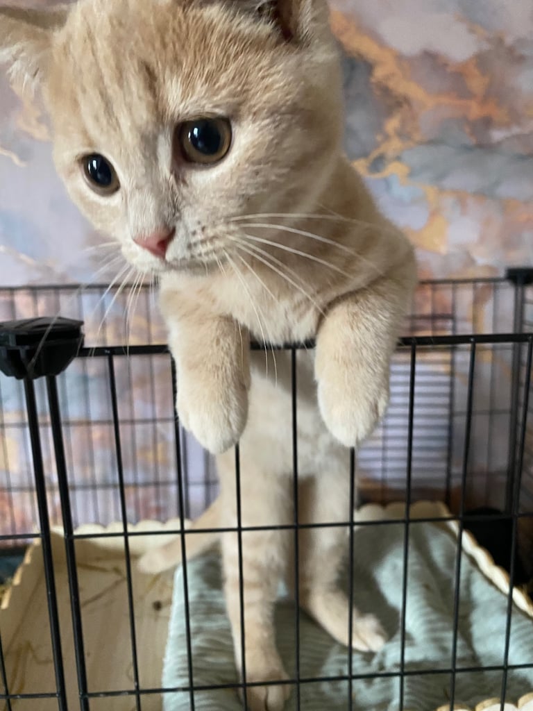 British shorthair kittens 