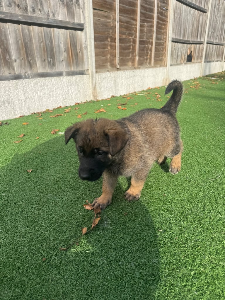 8 beautiful Malisheps