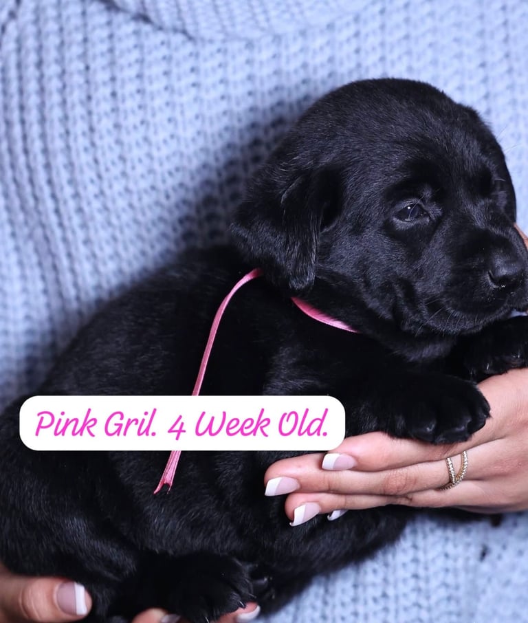Labrador Retriever Puppies Available Now