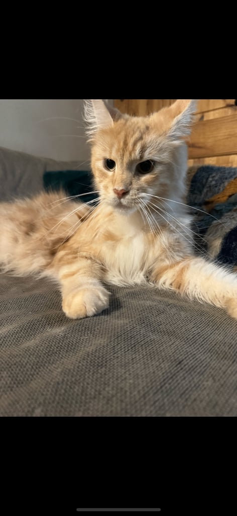 Beautiful cream female Maine Coon