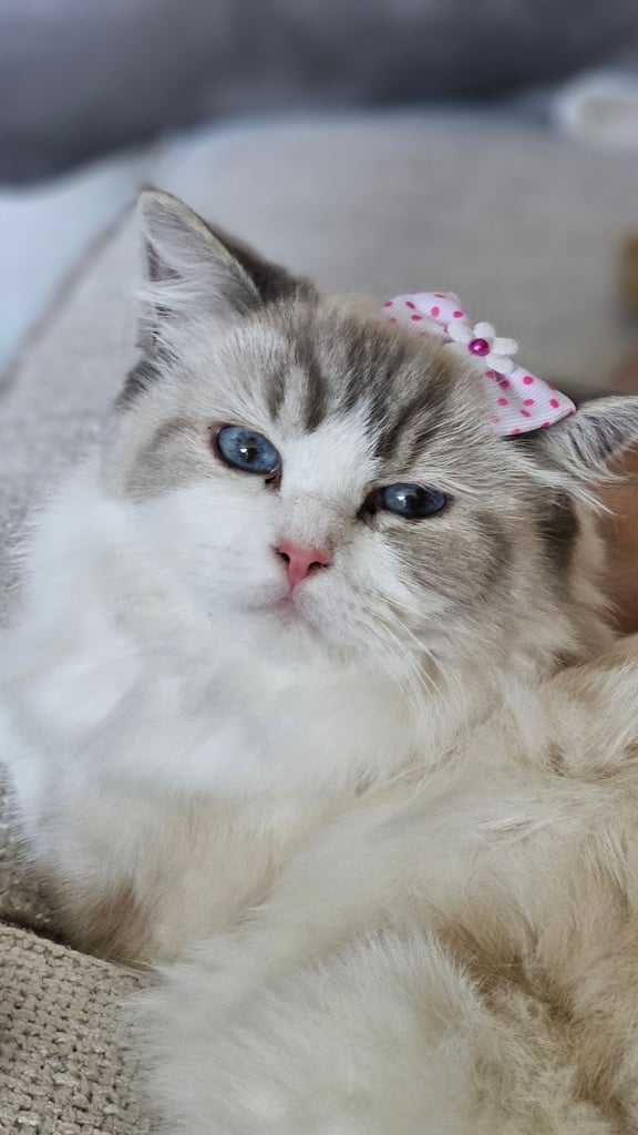 Ragdoll kitten 