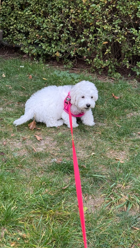Maltese puppy