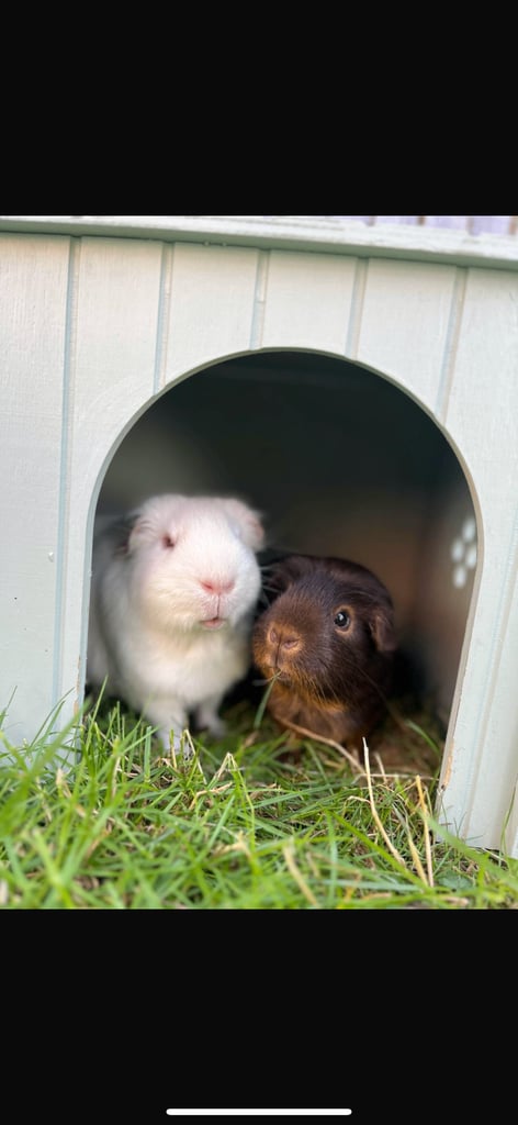 Four Guinea pigs for sale 