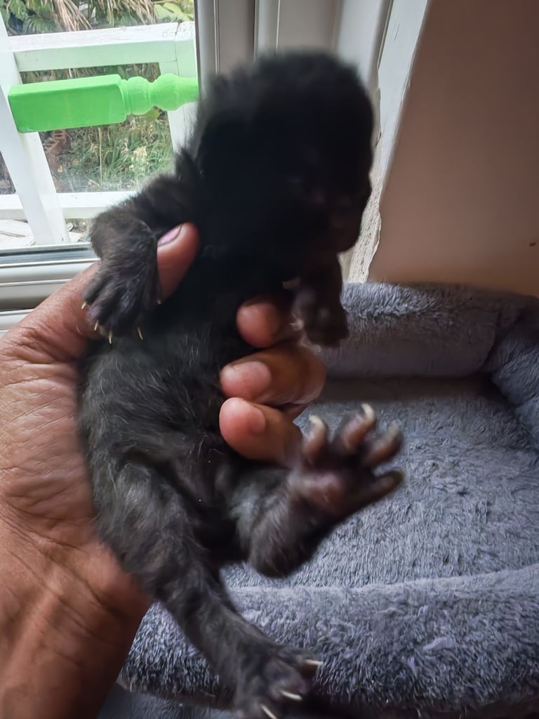 Black and white kittens for sale