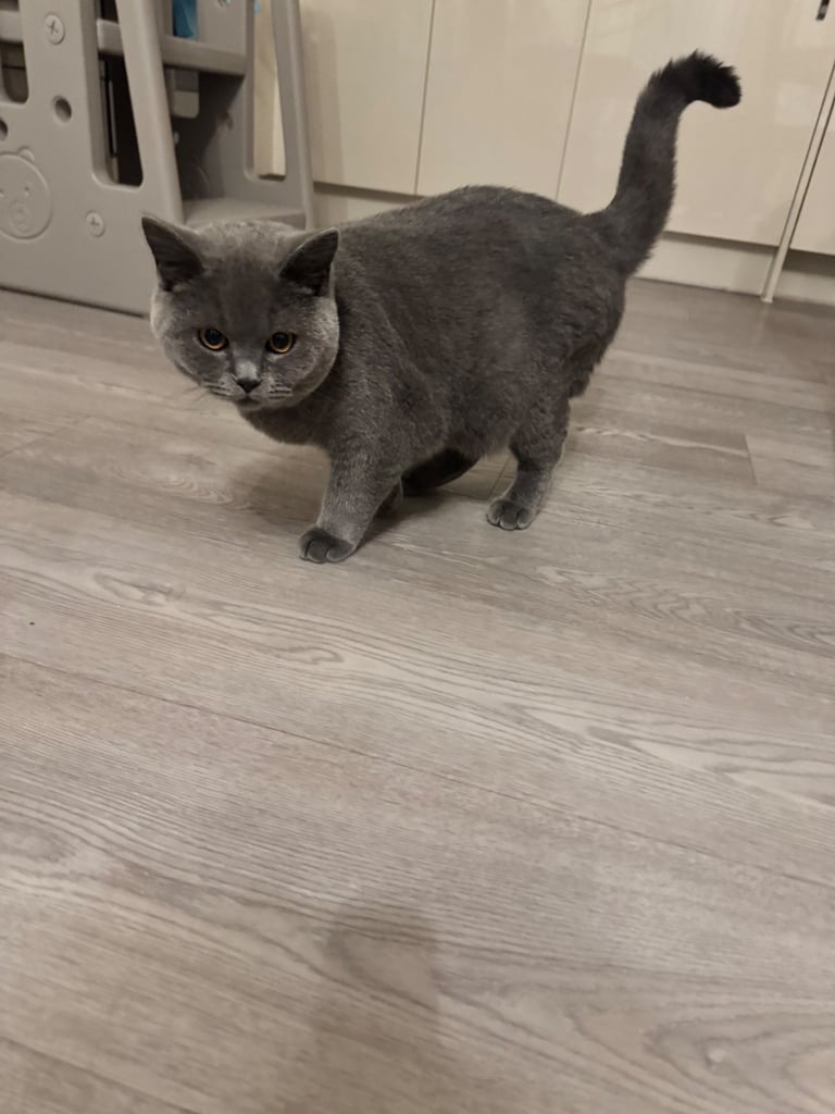 image for British shorthair 