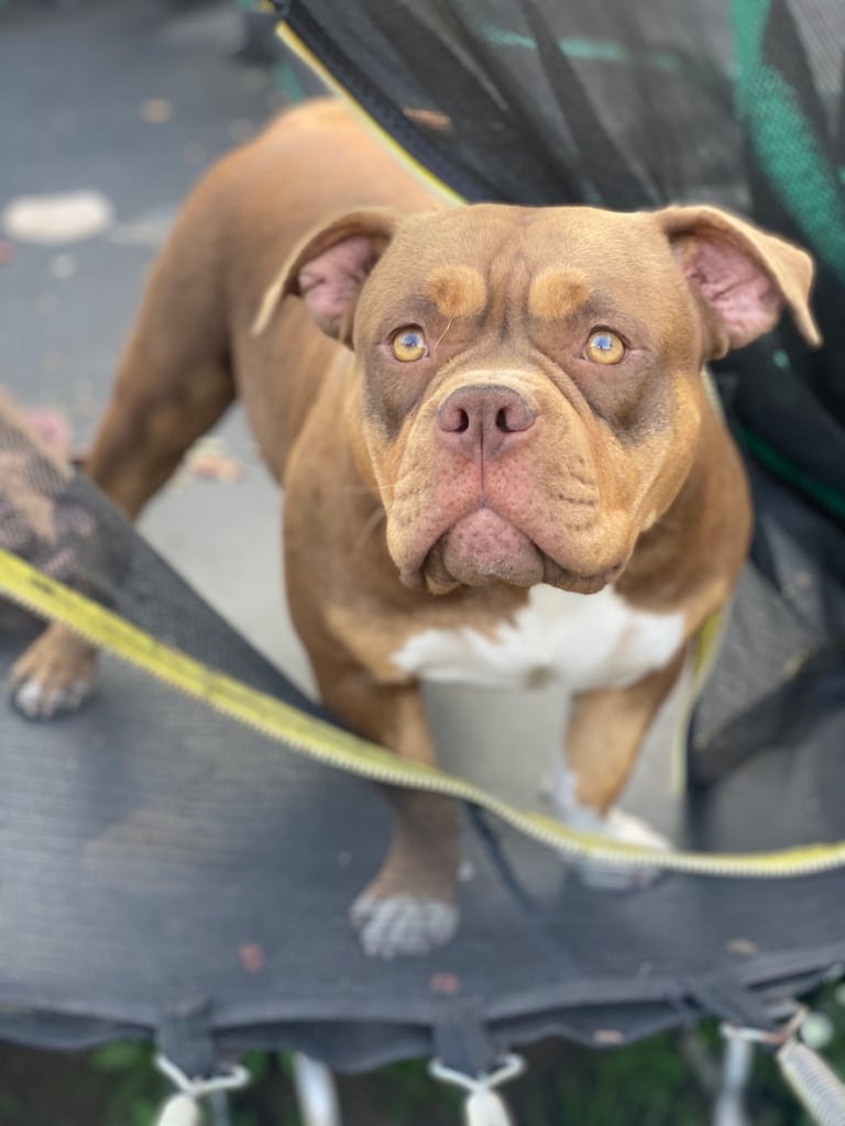 Chocolate Tri Female Pocket Bully 