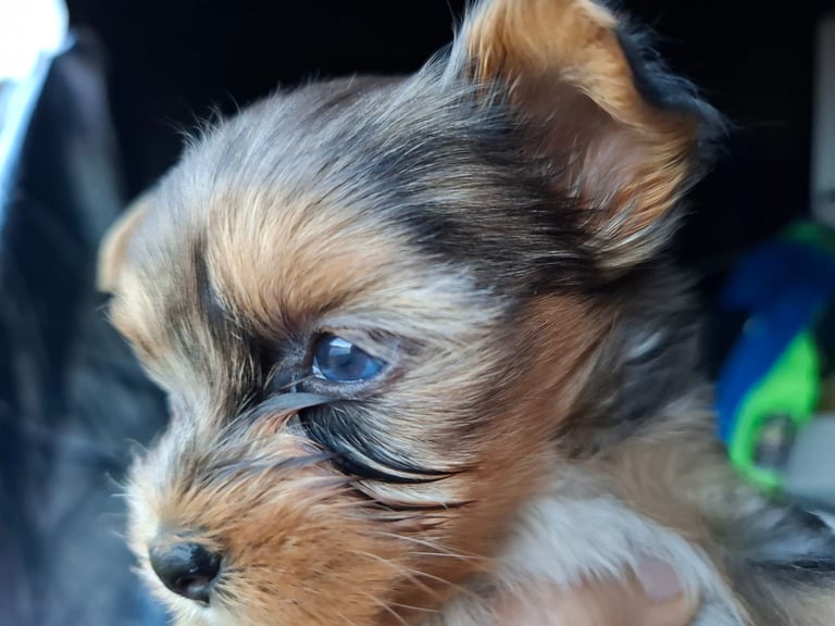 Female Yorkshire terrier 