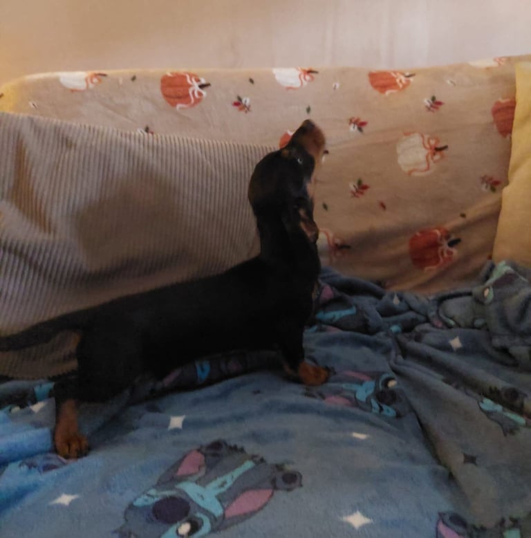 Dachshund pup