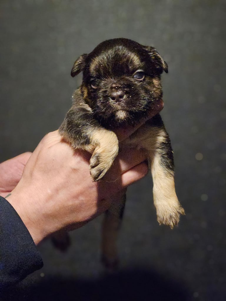 8 beautiful fluffy frenchies 