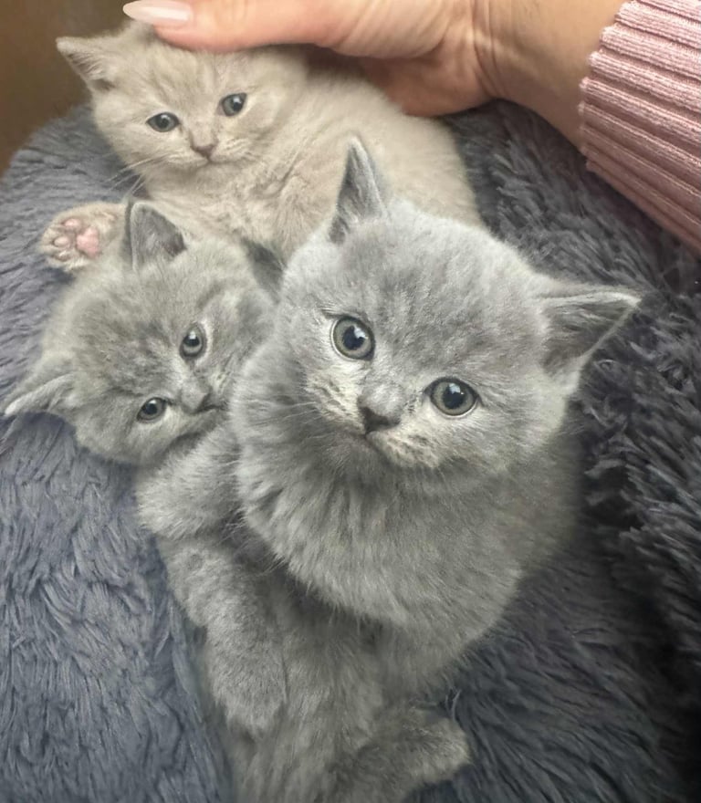 Kittens 