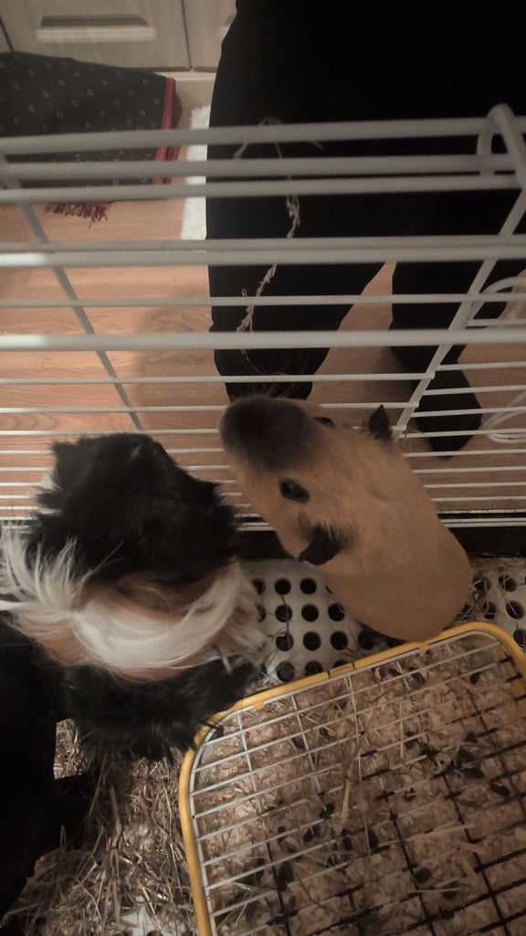 2 little guinea pigs 