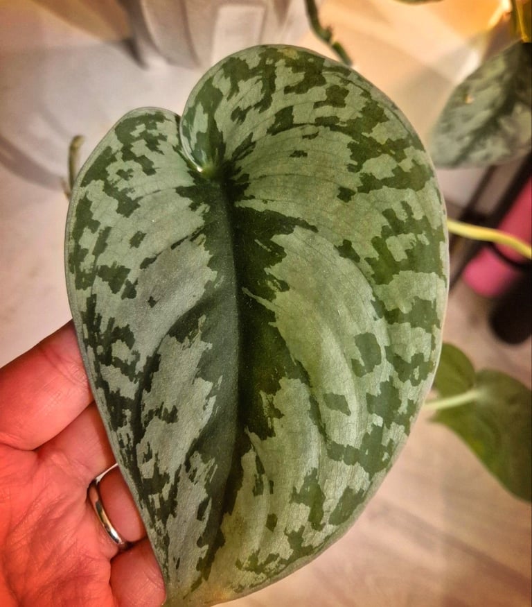 Satin Pothos house plant and pot