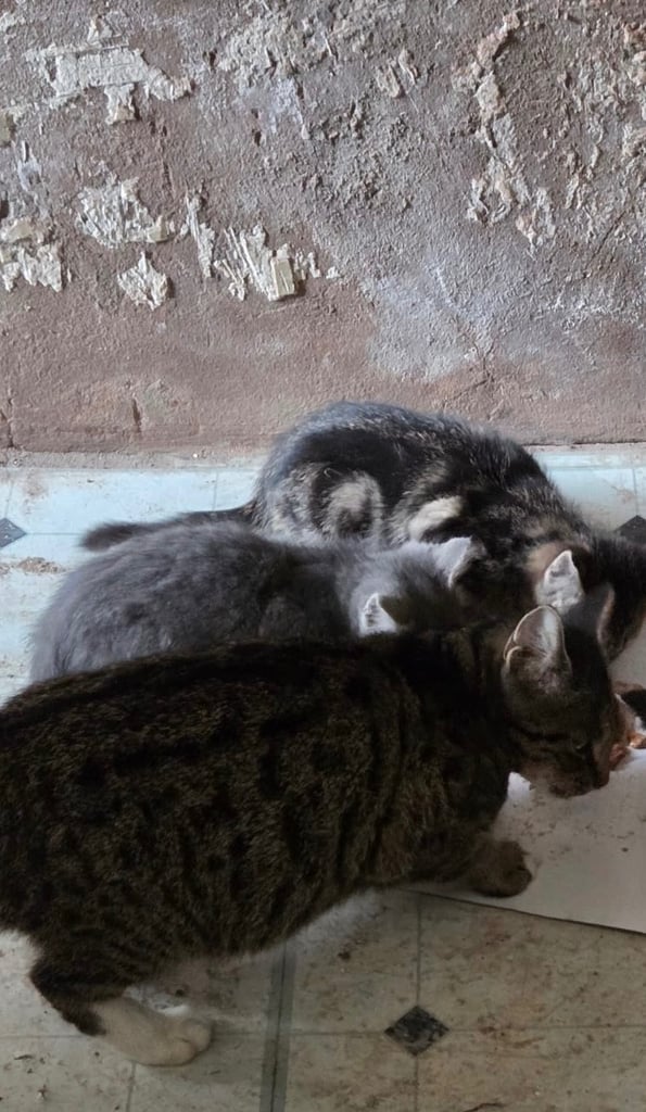 3 KITTENS READY TO GO 12 WEEKS OLD 
