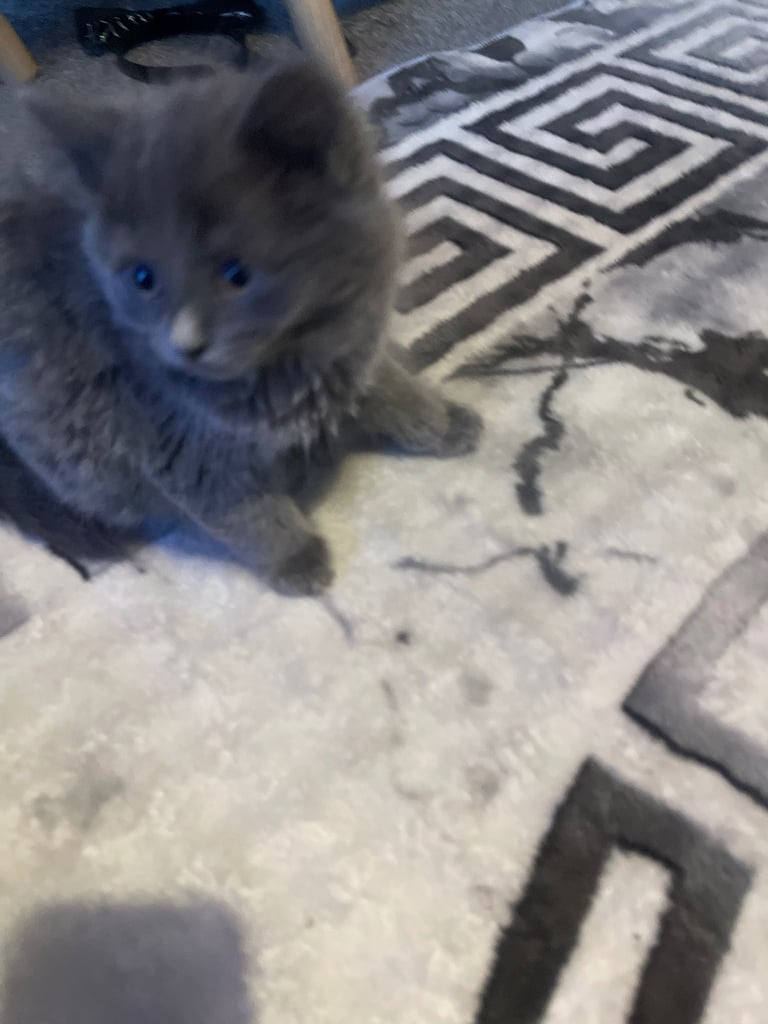 Grey Turkish angora (female)