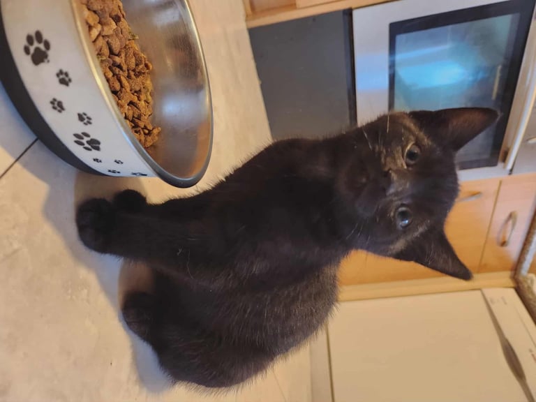 8 kittens looking for new homes