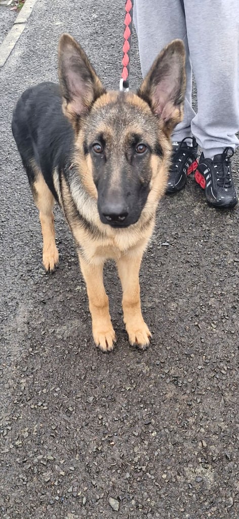 German shepard