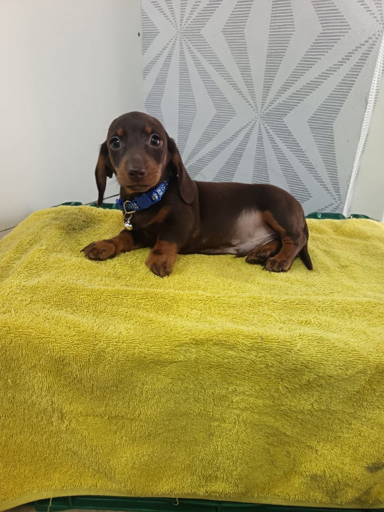 Chocolate mini dachshund 
