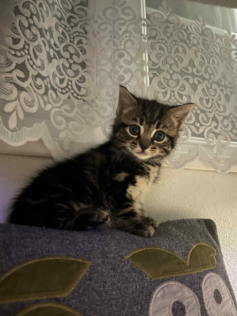 Tabby kitten 
