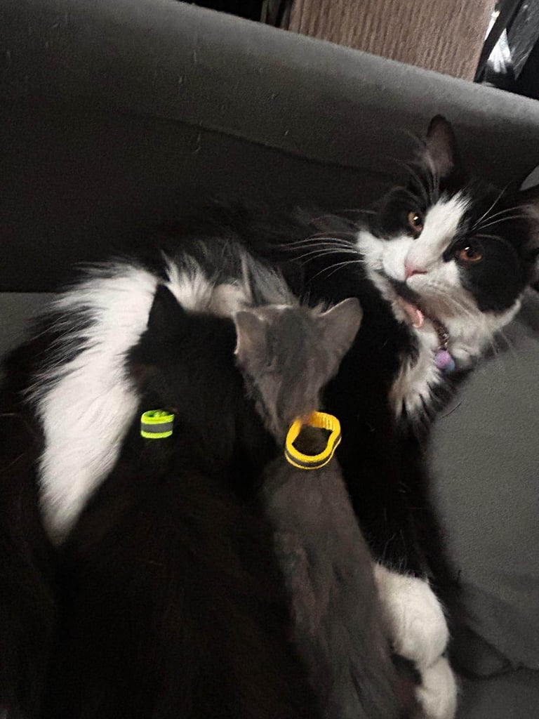 image for Persian long hair kittens 