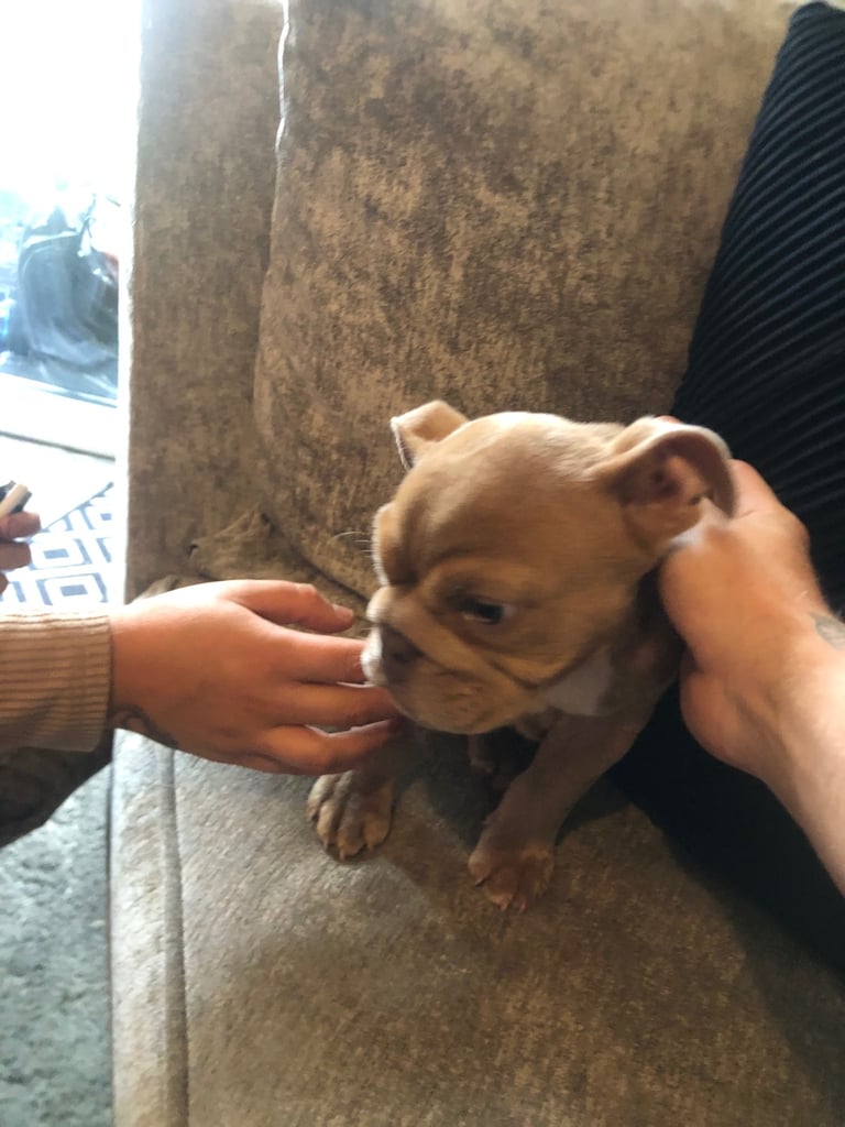 💕 English bulldog 💕