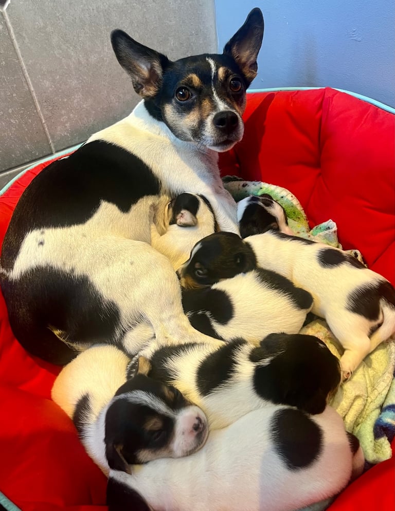 First litter of 7 Jack Russel puppies