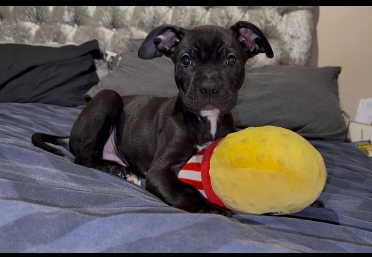Cane Corso Cross American Bully 10 Week Old Puppy