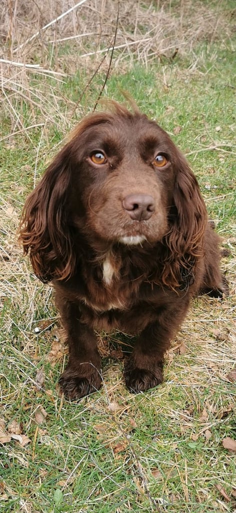 Cocker Spaniels 