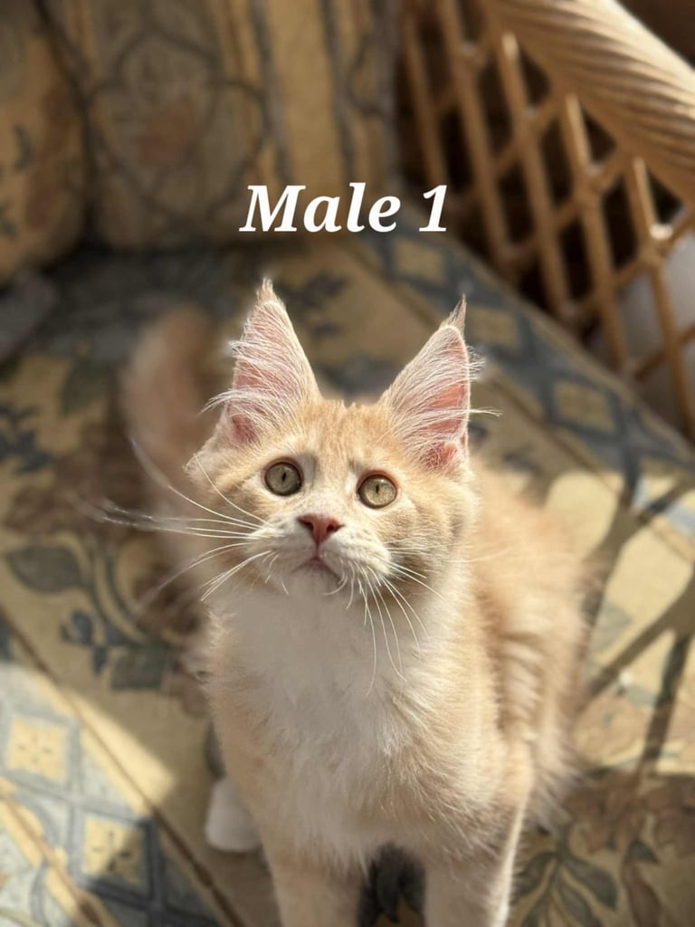 READY NOW! XXL Purebred Pedigree TICA Maine Coon Kittens