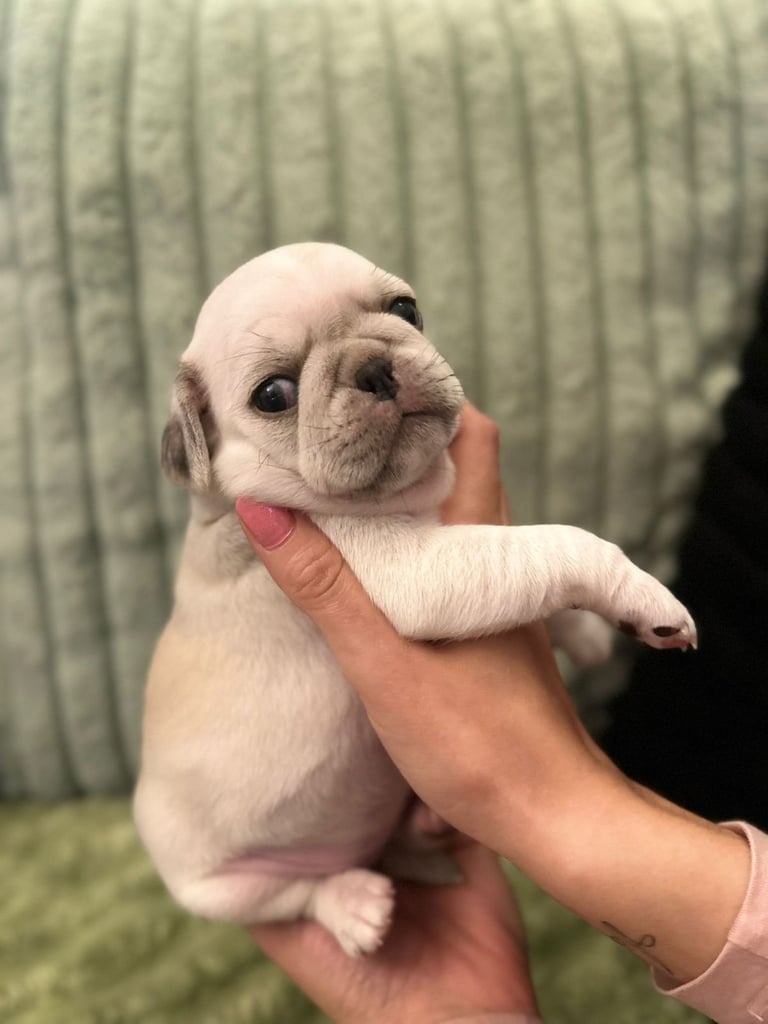 Pug puppies