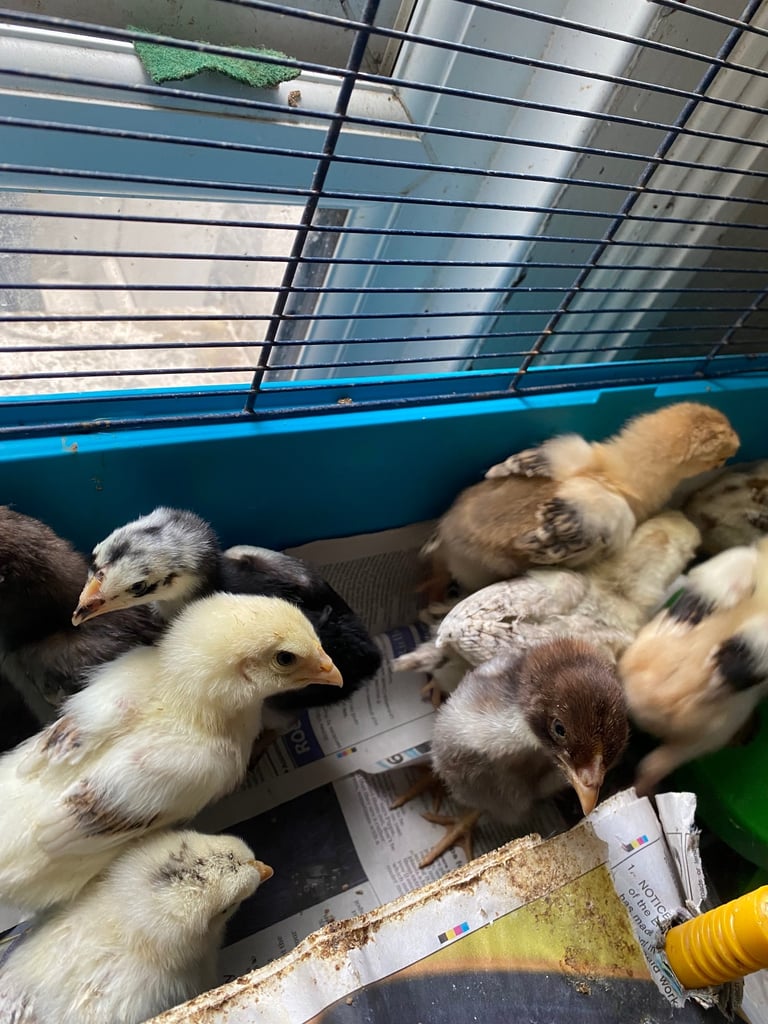 4 Aseel chicks and 2 Brahma chicks for sale